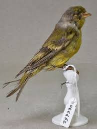 Image result for Carduelis citrinella