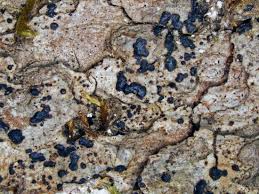 Attēlu rezultāti vaicājumam “Arthonia spadicea”