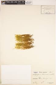 Attēlu rezultāti vaicājumam “Scorpidium cossonii”