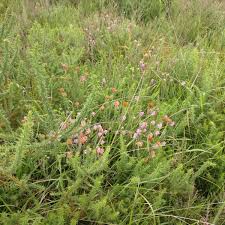 Attēlu rezultāti vaicājumam “Erica tetralix leaf”