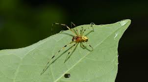 Attēlu rezultāti vaicājumam “Phylloneta sp.”