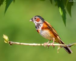 Image result for Emberiza fucata