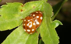 Attēlu rezultāti vaicājumam “Calvia quatuordecimguttata”