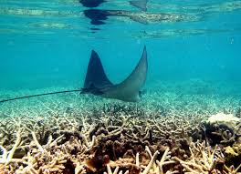 Image result for Myliobatis aquila