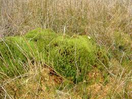 Attēlu rezultāti vaicājumam “Polytrichum commune var. perigoniale”