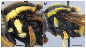 Attēlu rezultāti vaicājumam “Xanthogramma sp.”