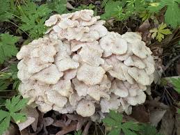 Attēlu rezultāti vaicājumam “Polyporus umbellatus”