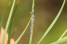 Attēlu rezultāti vaicājumam “Schizolachnus pineti”
