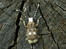 Attēlu rezultāti vaicājumam “Platystomos albinus”