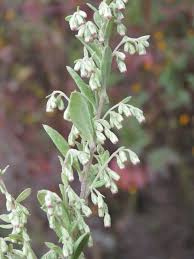 Attēlu rezultāti vaicājumam “Artemisia vulgaris flower”
