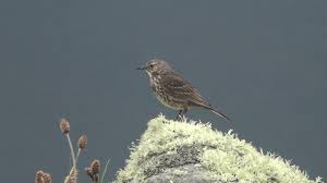 Attēlu rezultāti vaicājumam “Anthus petrosus adult”
