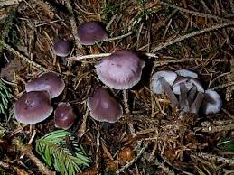 Attēlu rezultāti vaicājumam “Mycena belliarum”