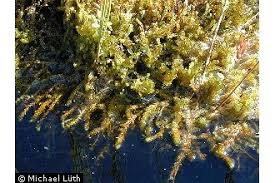 Attēlu rezultāti vaicājumam “Scorpidium scorpioides”