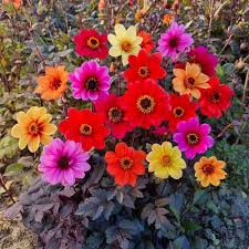 Image result for Dahlia `Red Skin`
