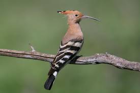 Attēlu rezultāti vaicājumam “Upupa epops adult”