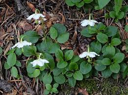 Attēlu rezultāti vaicājumam “Moneses uniflora fruit”