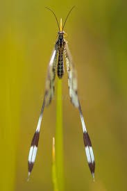 Attēlu rezultāti vaicājumam “Neuroptera”