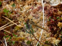 Attēlu rezultāti vaicājumam “Sympetrum flaveolum”