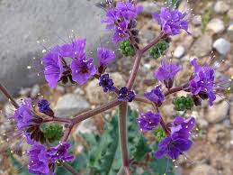 Image result for Phacelia