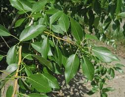 Attēlu rezultāti vaicājumam “Populus laurifolia”