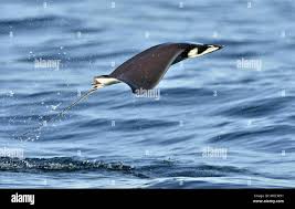 Image result for Mobula munkiana