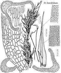 Attēlu rezultāti vaicājumam “Dicranum undulatum”