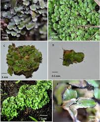Attēlu rezultāti vaicājumam “Reboulia hemisphaerica”