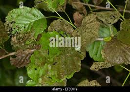 Attēlu rezultāti vaicājumam “Agelastica alni larva”