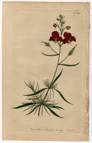 Image result for Alonsoa linearis