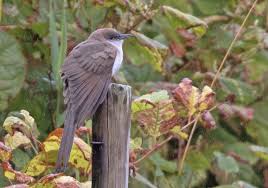 Image result for Coccyzus erythropthalmus