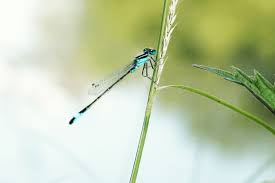 Attēlu rezultāti vaicājumam “Ischnura elegans”