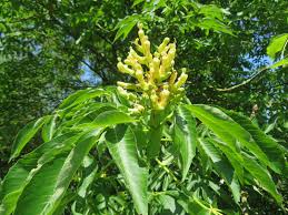 Attēlu rezultāti vaicājumam “Aesculus”