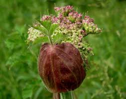 Image result for Angelica silvestris