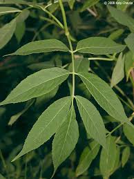 Attēlu rezultāti vaicājumam “Sambucus nigra leaf”