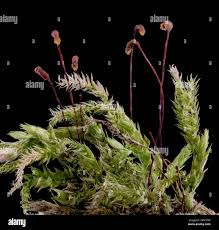 Attēlu rezultāti vaicājumam “Herzogiella seligeri”