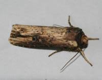 Attēlu rezultāti vaicājumam “Axylia putris”