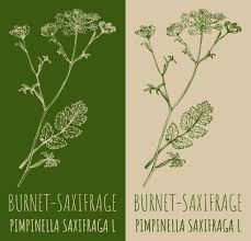 Attēlu rezultāti vaicājumam “Pimpinella saxifraga leaf”