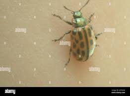 Attēlu rezultāti vaicājumam “Chrysomela vigintipunctata”