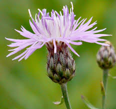 Attēlu rezultāti vaicājumam “Centaurea stoebe fruit”