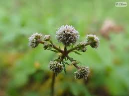 Attēlu rezultāti vaicājumam “Sanicula europaea bud”