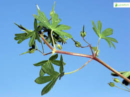 Attēlu rezultāti vaicājumam “Geranium pusillum leaf”