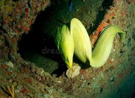 Image result for Gymnothorax funebris