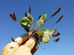 Attēlu rezultāti vaicājumam “Plantago major subsp. intermedia”