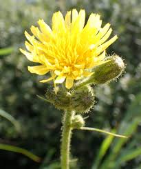 Attēlu rezultāti vaicājumam “Sonchus”