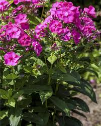 Image result for Phlox (großblumig)