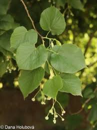 Attēlu rezultāti vaicājumam “Tilia platyphyllos subsp. cordifolia”