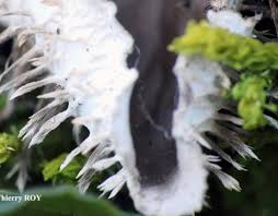 Attēlu rezultāti vaicājumam “Peltigera praetextata”