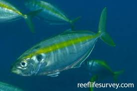 Image result for Seriola dumerili