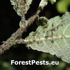 Attēlu rezultāti vaicājumam “Aphis farinosa”