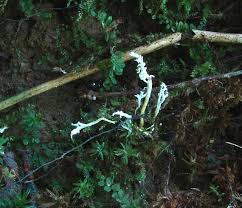 Attēlu rezultāti vaicājumam “Cordyceps polyarthra”